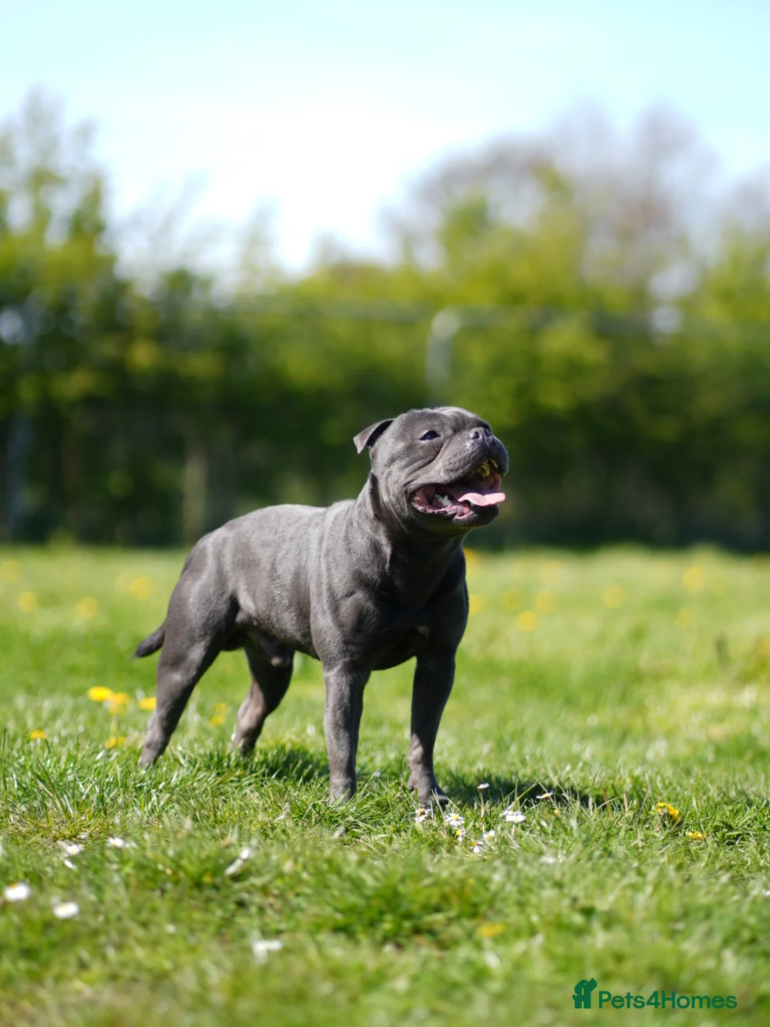 Staffordshire Bull Terrier dogs for stud: Blue staffy stud health tested  in Annan - Advert 2