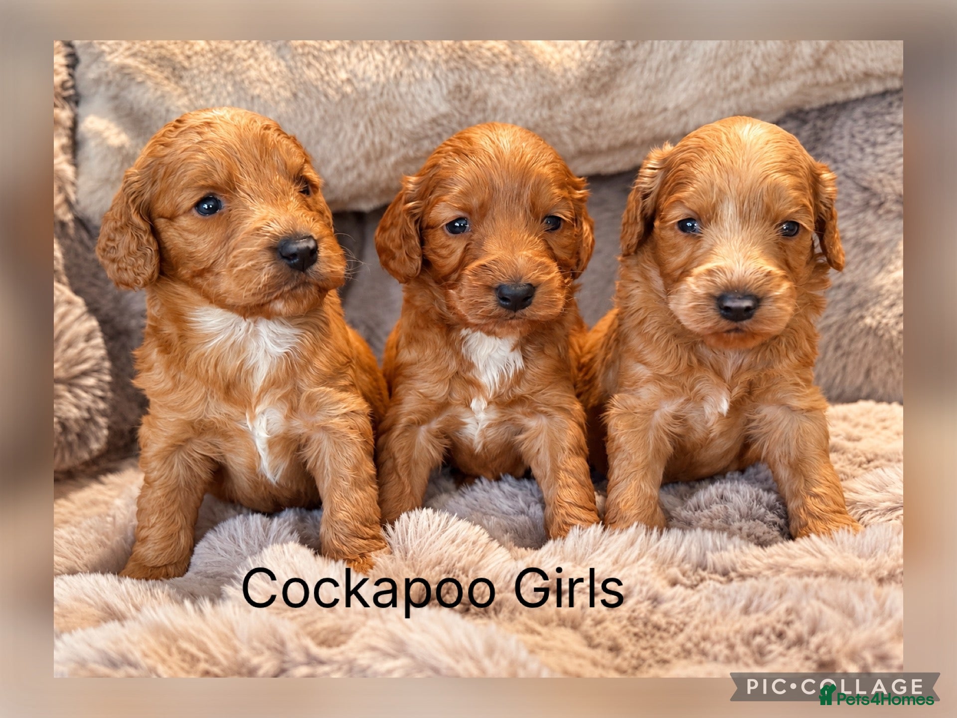 Cockapoo dogs Stunning Red F1 Cockapoo’s - Advert 1