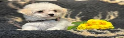 Bichon Frise dogs for sale: Stunning kc registered bichon frise pups  - Advert 6