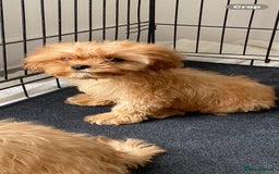 Cavapoo dogs for sale: Beautiful, stunning litter of toy cavapoos - Image 6