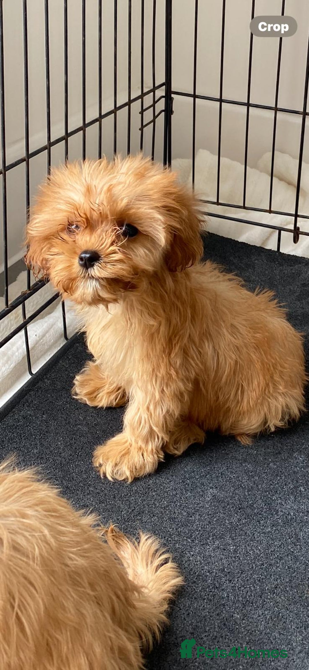 Cavapoo dogs for sale: Beautiful, stunning litter of toy cavapoos - Image 6