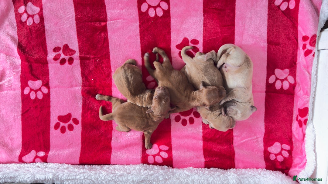 Goldendoodle dogs for sale: Golden doodle puppy’s for sale  - Advert 17