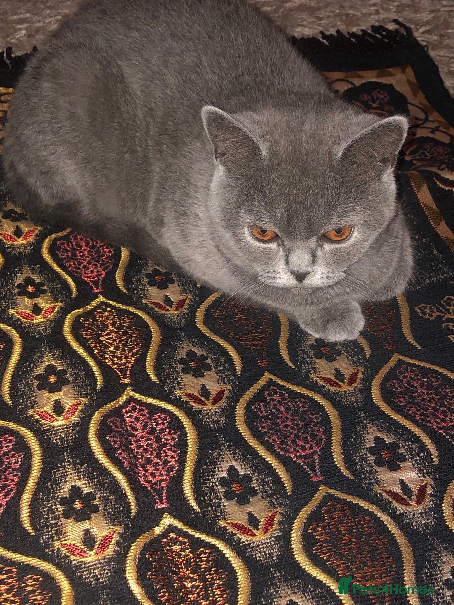 British Shorthair cats gorgeous british shorthair  - Advert 1