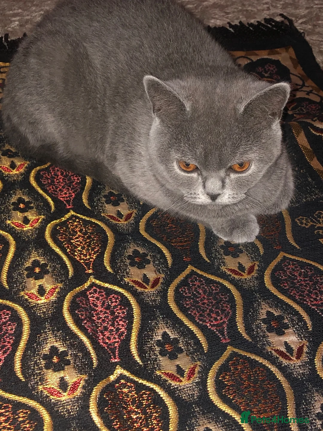 British Shorthair cats for sale: gorgeous british shorthair  - Advert 1