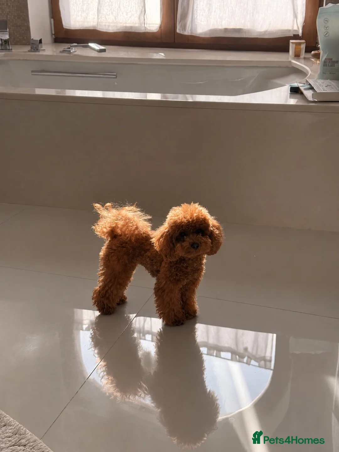Toy Poodle dogs for stud: Asian Deep red Proven KC toy poodle for stud  - Advert 2