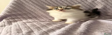 Mixed Breed Kitten 2