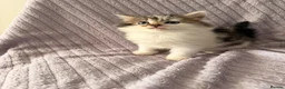 Mixed Breed cats for sale: 3 little kittens looking for a new home - Advert 11