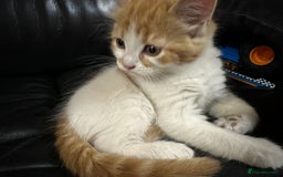 Mixed Breed cats for sale: Mixed Persian and Turkish Angora Kittens  - Image 12