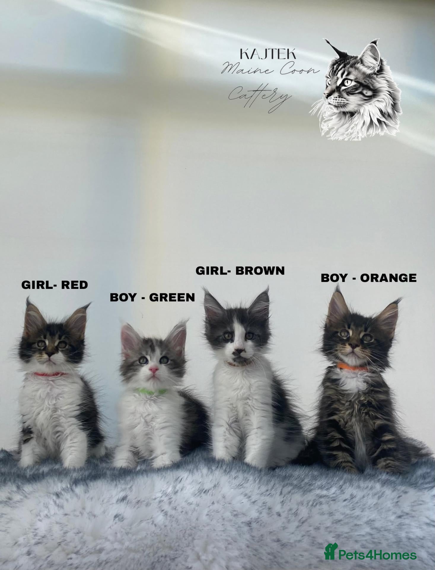 Maine Coon cats Gorgeous Maine Coons XXl - Advert 1