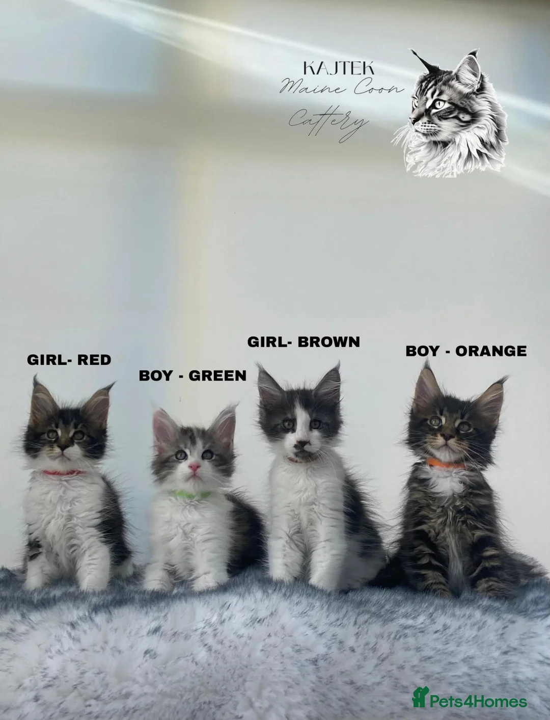 Maine Coon cats for sale: Gorgeous Maine Coons XXl - Advert 1