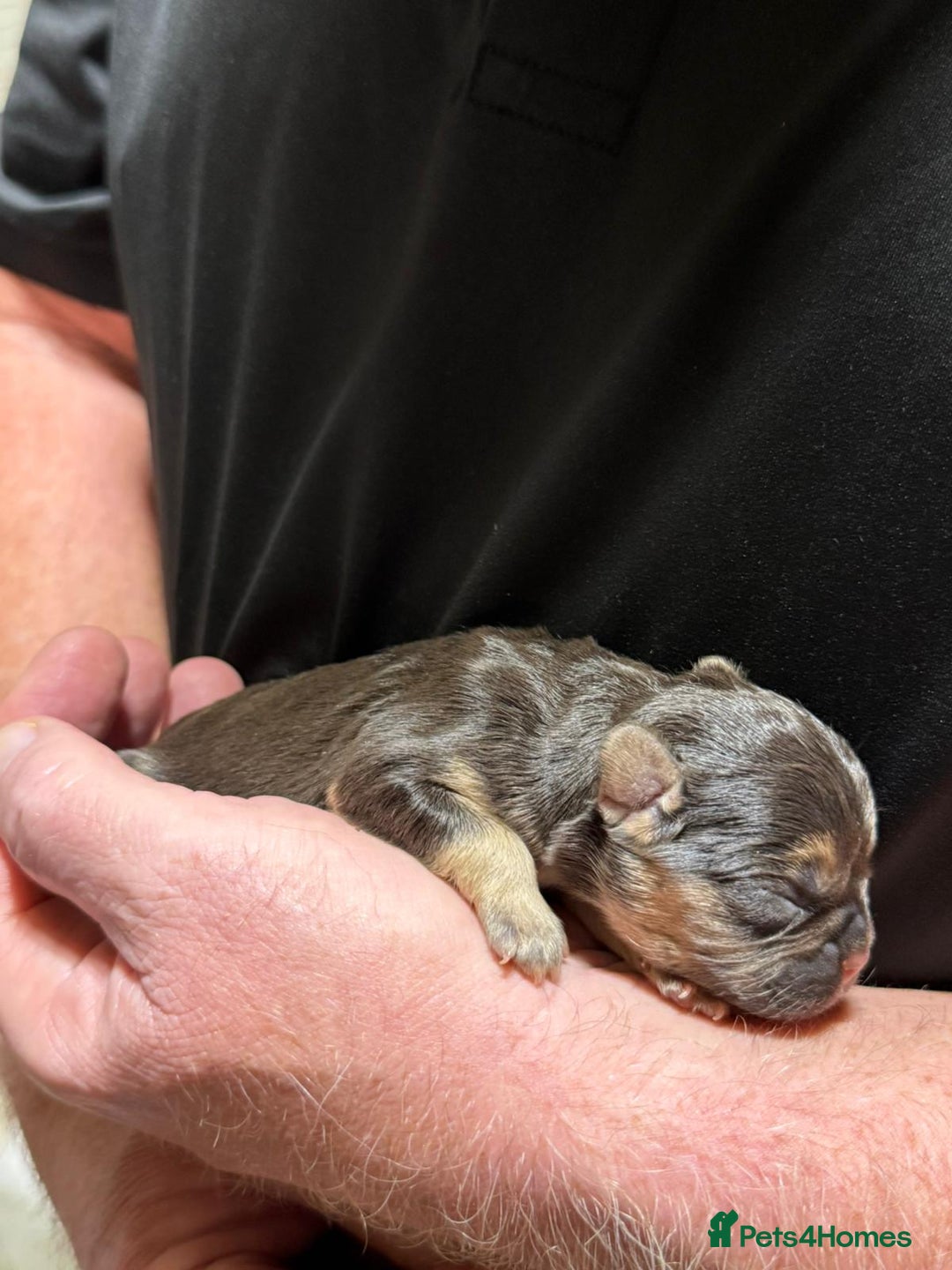 French Bulldog dogs for sale: 🏆 OVER 20 IMPERIAL CHAMPIONS IN THE BLOODLINE 🏆 - Image 5