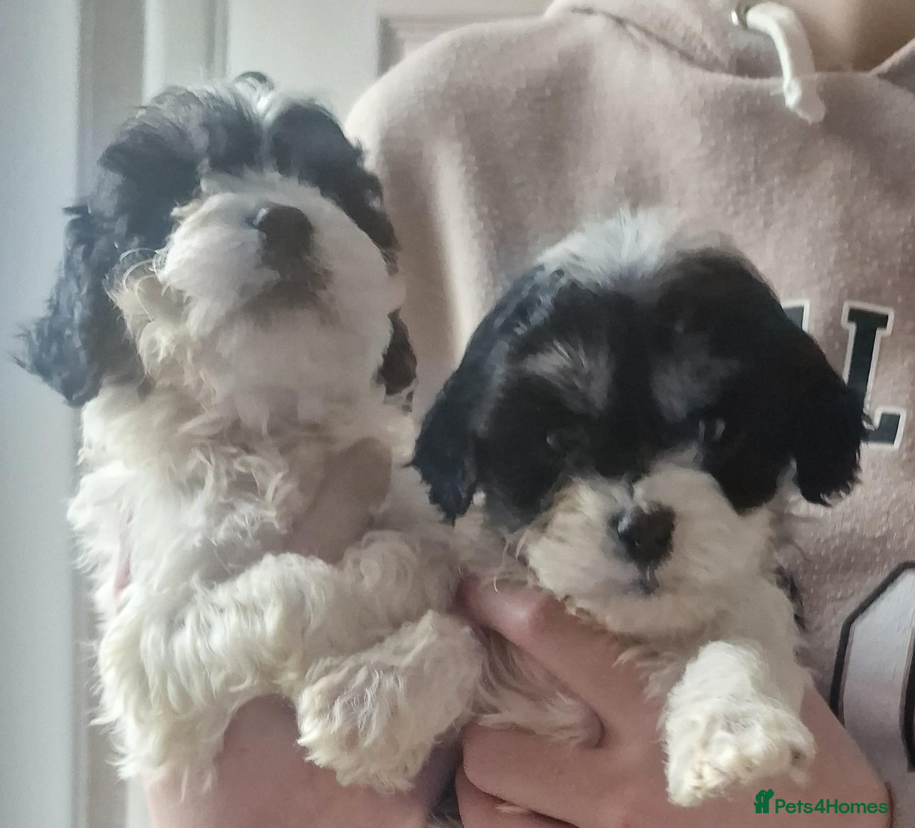 Cavapoo dogs Cavapoos  - Advert 4