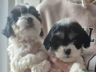 Cavapoo dogs Cavapoos - Advert 4