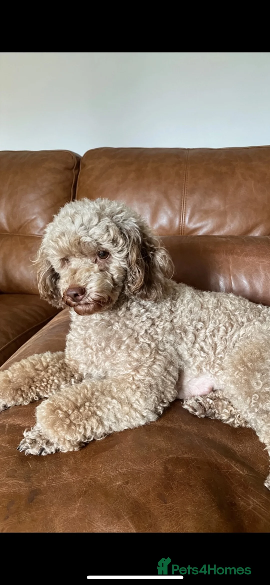 Toy Poodle dogs for sale: Toy Poodles - Advert 1