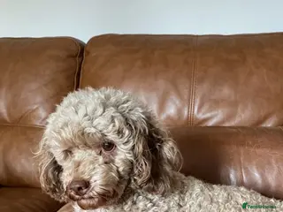 Toy Poodle dogs Toy Poodles - Advert 1