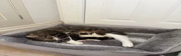 Mixed Breed cats for sale: Gorgeous mixed kittens! - Advert 7
