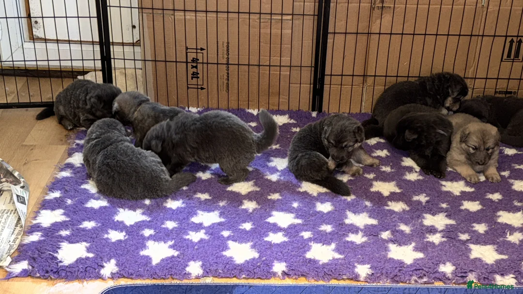 German Shepherd dogs for sale: German shepherd health tested blue puppies  - Advert 2