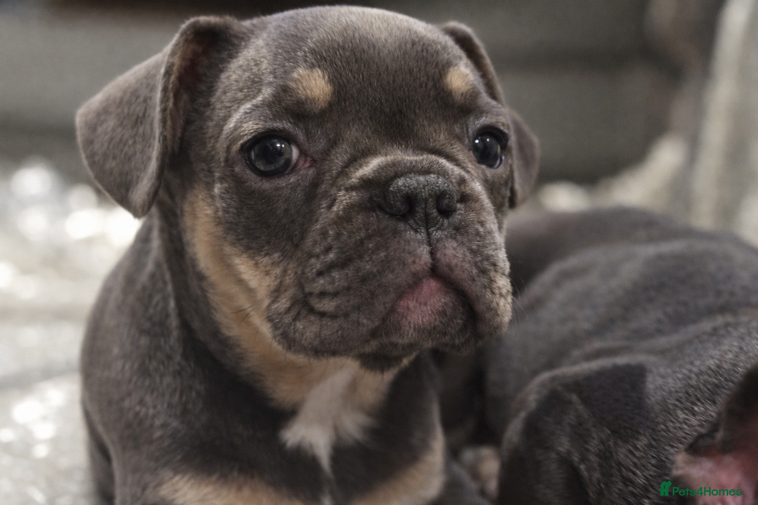 French Bulldog dogs French Bulldog Puppies - Advert 10