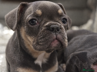 French Bulldog dogs French Bulldog Puppies - Advert 10