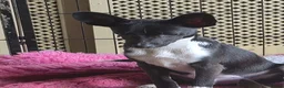 Mixed Breed dogs for sale: Italian greyhound/papillon cross in Wellingborough - Advert 9