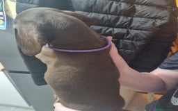 Miniature Dachshund dogs for sale: 6 beautiful miniature Dachshund 7 weeks old - Image 14