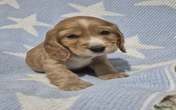 Cocker Spaniel dogs for sale: Health Tested Cocker spaniel puppies  - Advert 12