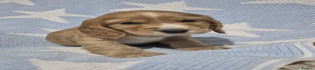Cocker Spaniel Puppy 2