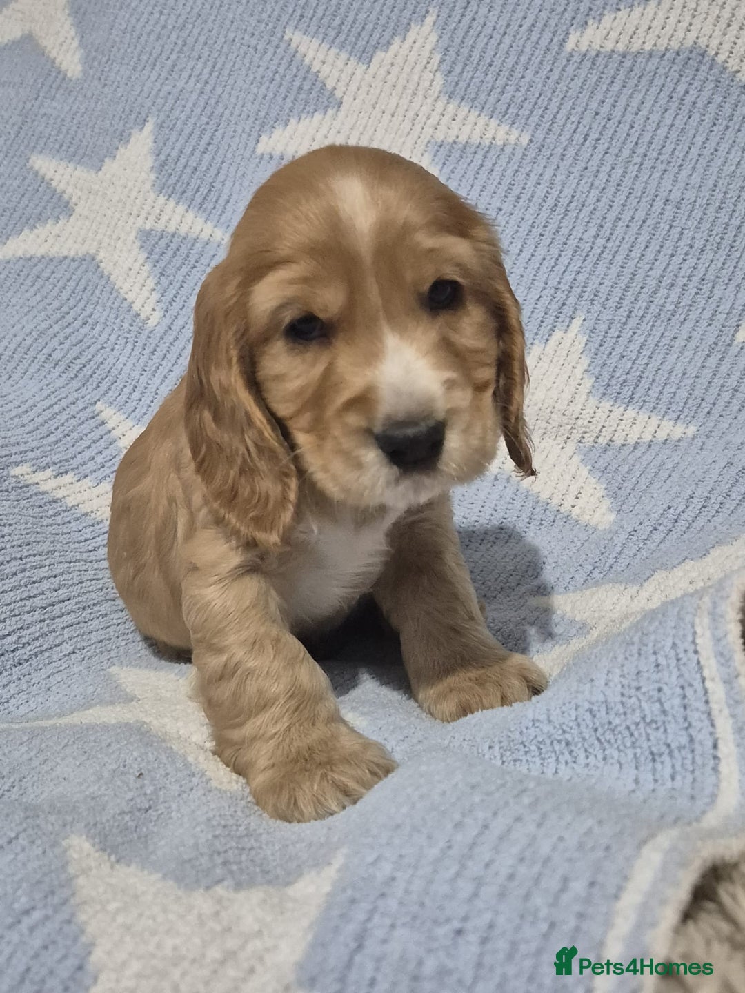 Cocker Spaniel dogs for sale: Health Tested Cocker spaniel puppies  - Advert 12