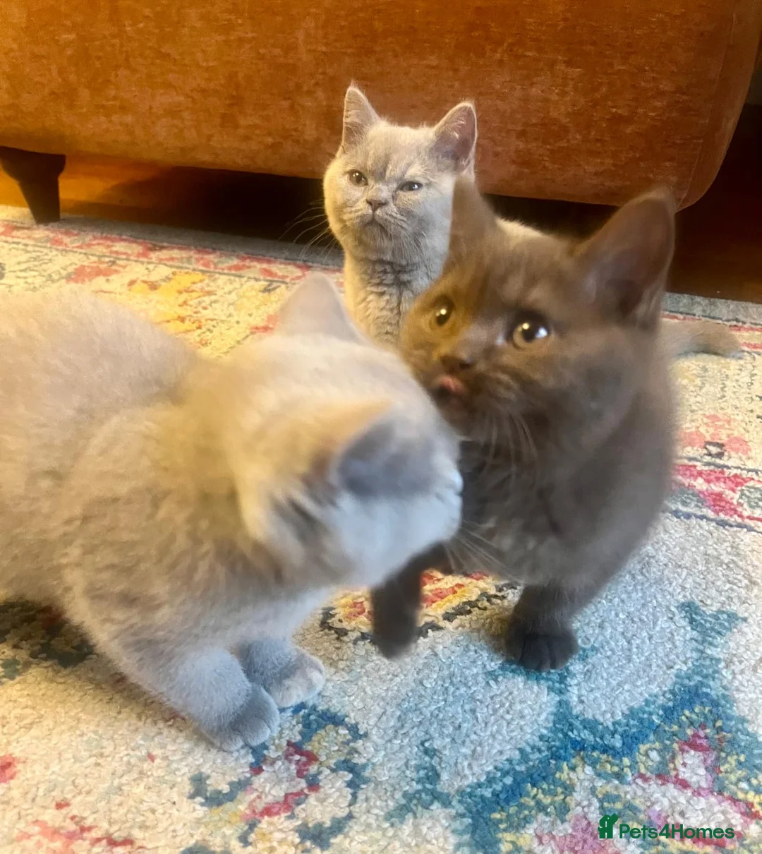 British Shorthair cats for sale: British shorthair females ready to leave soon GCCF - Advert 2