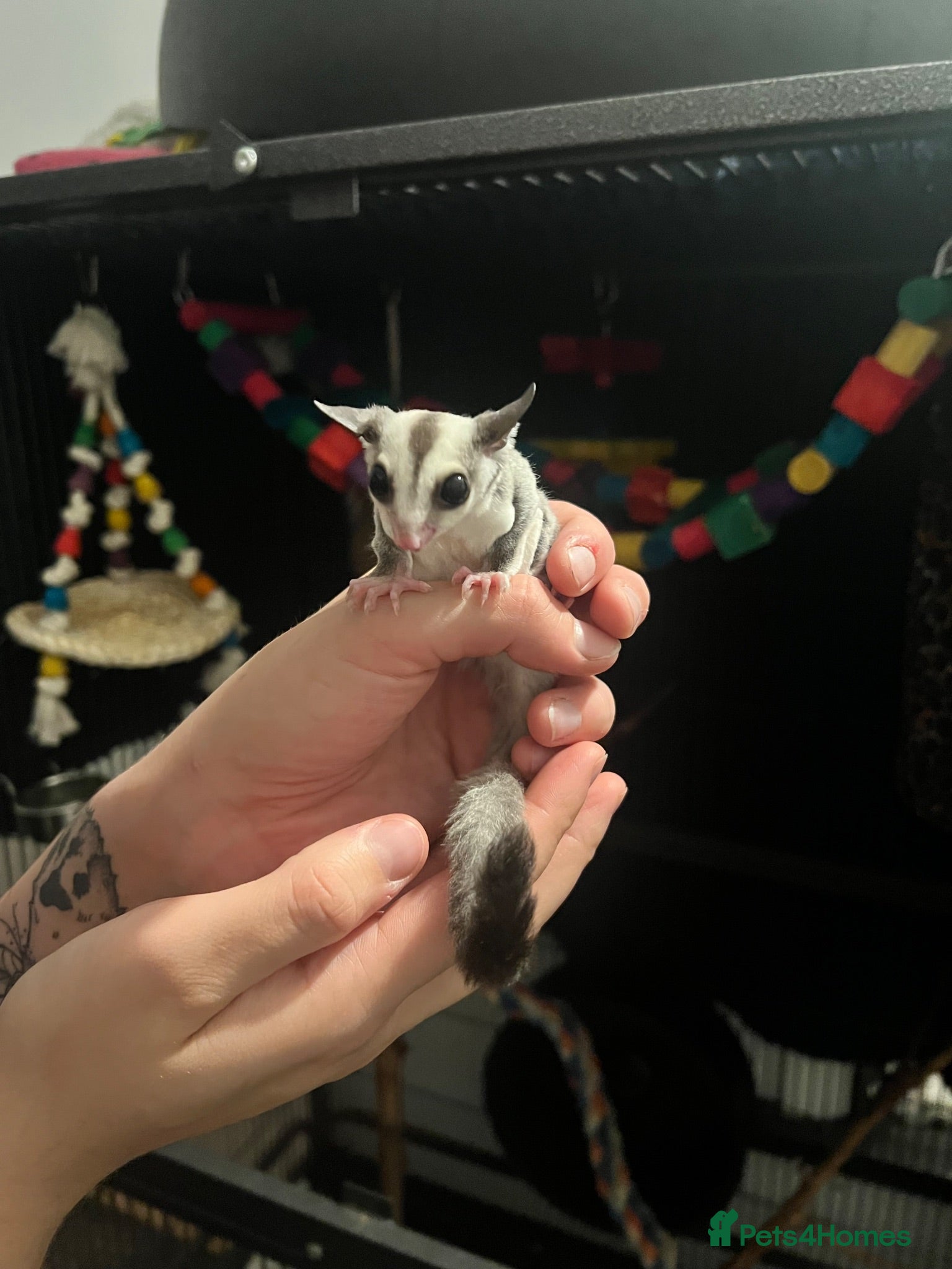 Sugar Glider rodents Sugar Glider for Sale - Advert 9