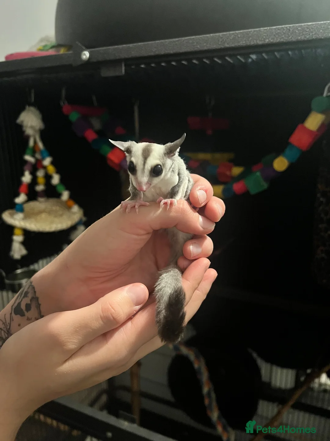 Sugar Glider rodents for sale: Male Sugar Glider for Sale- ready to go! - Advert 1