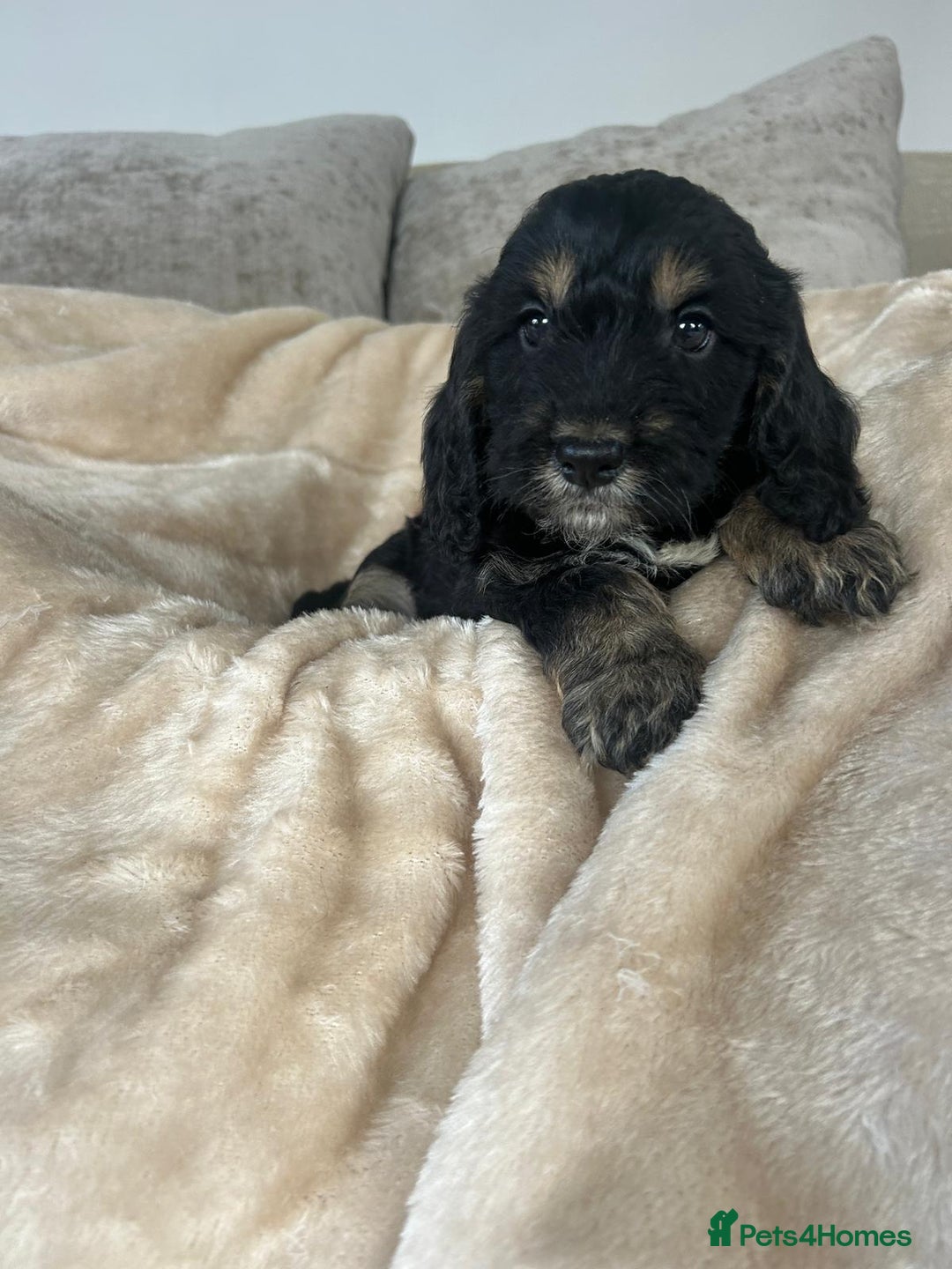 Cockapoo dogs for sale: Adorable F1 cockapoo puppies  - Image 10
