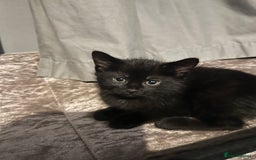 Domestic Shorthair cats for sale: Kittens - Image 3