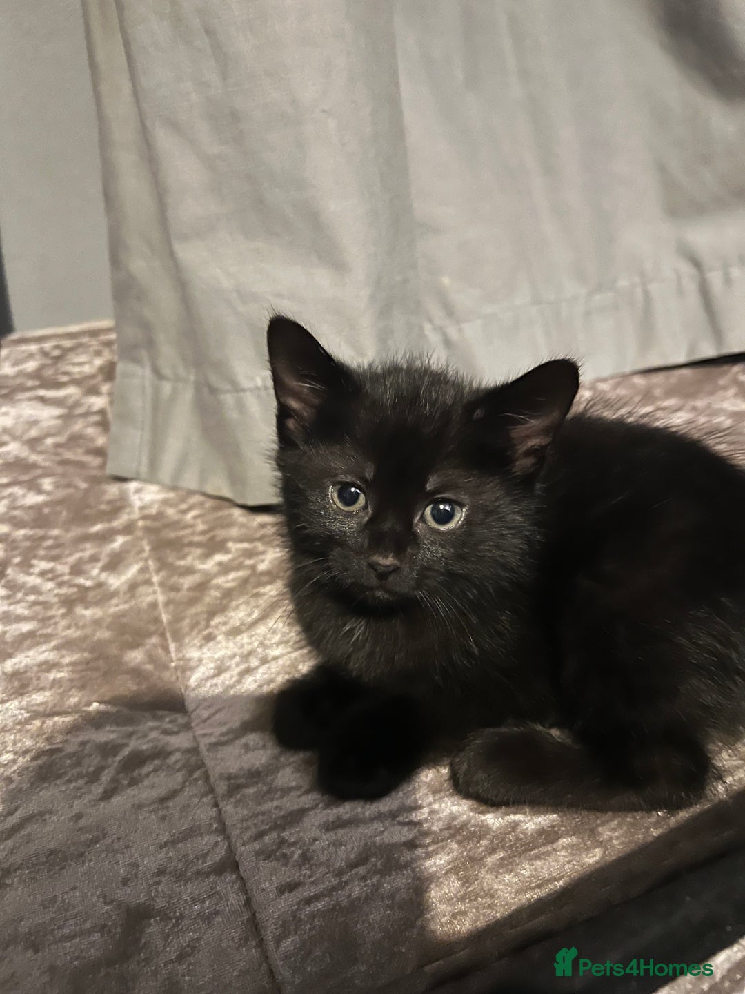 Domestic Shorthair cats for sale: Kittens - Image 3