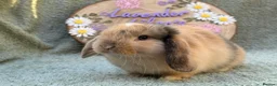 Mini Lop rabbits for sale: 2 mini lop bucks - Advert 8