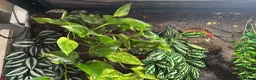 Frog reptiles for sale: Whites tree frogs x6 with terrarium  - Advert 3