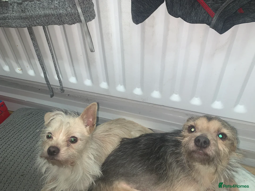 Mixed Breed dogs for sale: Shorkie Cross Chihuahuas - Advert 2