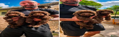 Cockapoo 3