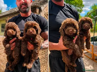 Cockapoo dogs 2 GIRL F1 COCKAPOOS - Advert 1