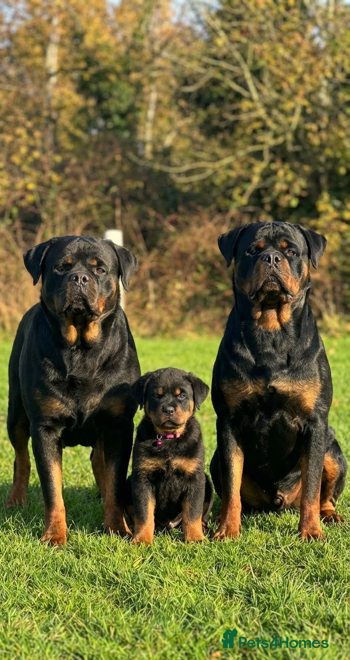 Rottweiler dogs Top quality kc pups for sale timitor X edelstein - Advert 6