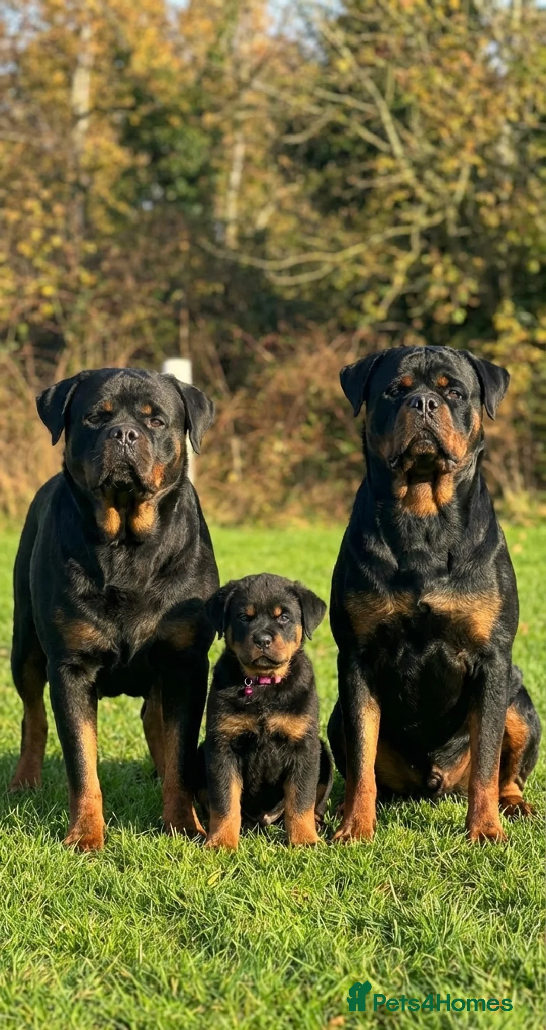 Rottweiler dogs for sale: Top quality kc pups for sale timitor X edelstein - Advert 2