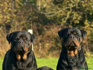 Rottweiler dogs Top quality kc pups for sale timitor X edelstein - Advert 6