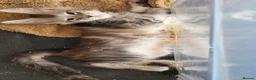 Maine Coon cats for sale: Stunning Mainecoon kittens  - Advert 9