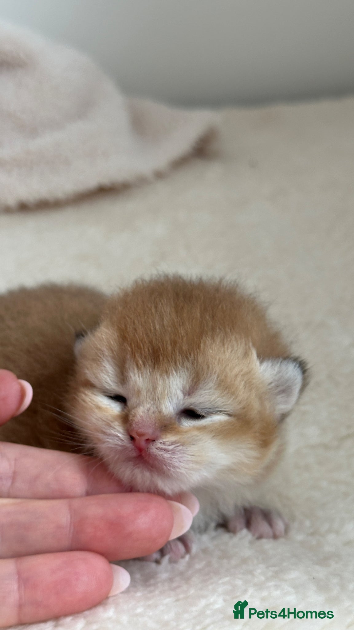 British Shorthair cats BSH Golden kittens from Champions Line 🏆 - Advert 2