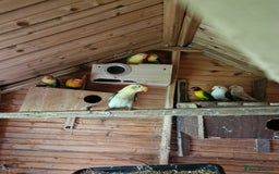 Lovebirds birds for sale: Lovebirds  - Image 4