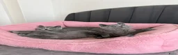 British Shorthair cats for sale: British shorthair kittens - Advert 12
