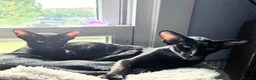Oriental cats for sale: Othello in Westgate-on-Sea - Advert 1