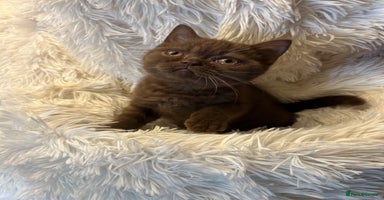 British Shorthair cats - Advert 6