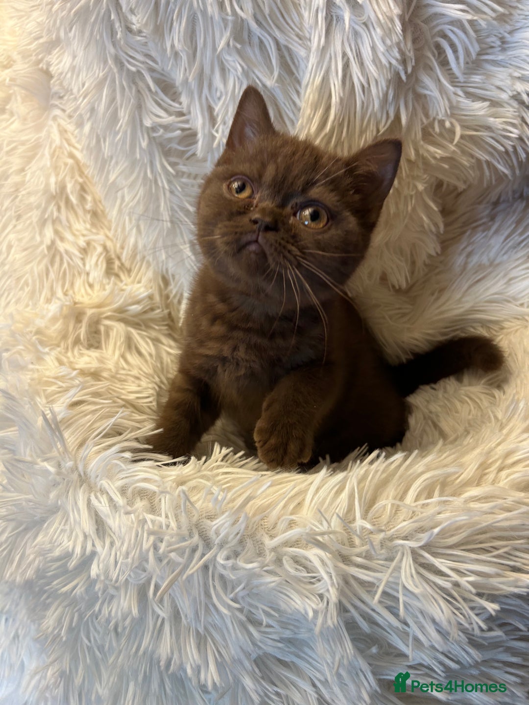 British Shorthair cats for sale: Beautiful chocolate&lilac Kittens awaiting homes - Image 2