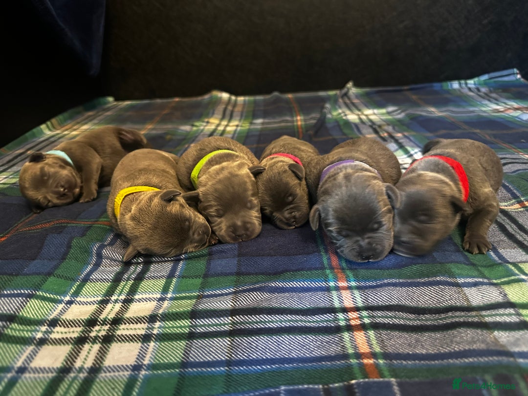 Staffordshire Bull Terrier dogs for sale: Quality Blue Staffies - Image 6